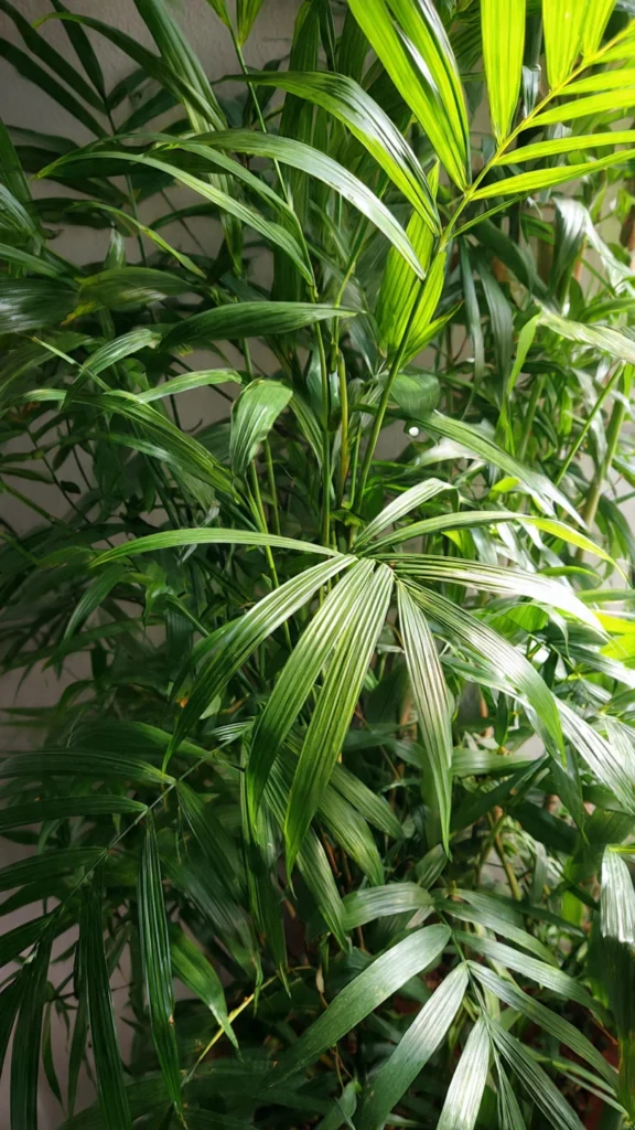 Bamboo Palm (Chamaedorea seifrizii)
