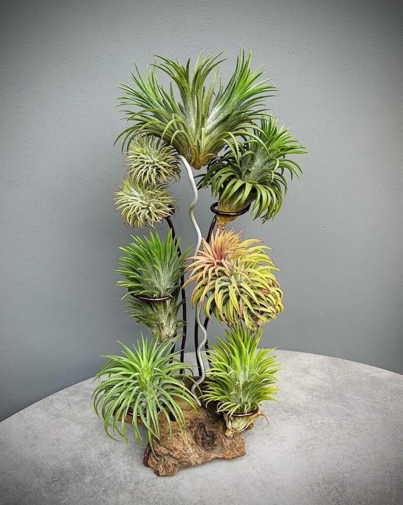 Air Plants (Tillandsia)