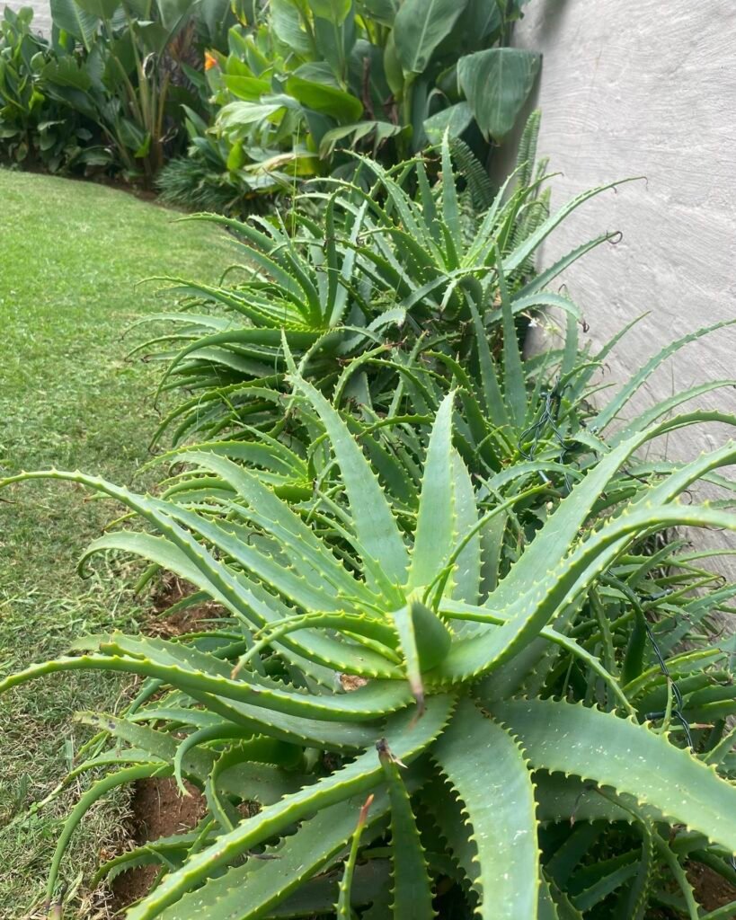 Aloe Vera