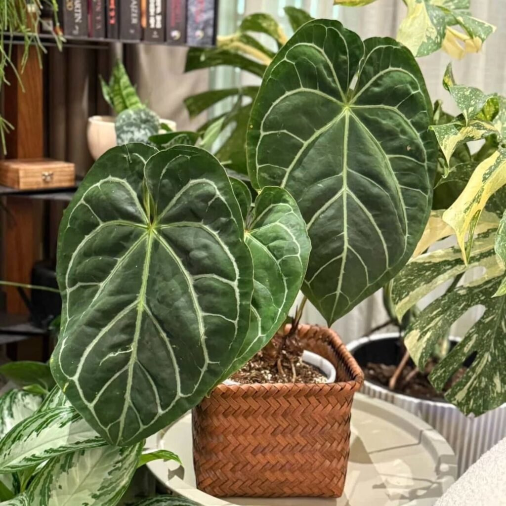 Anthurium
