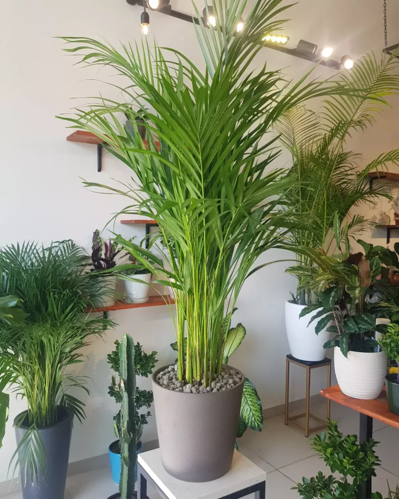  Areca Palm