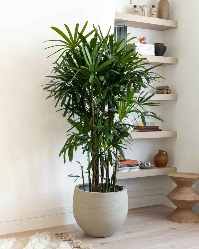 Bamboo Palm