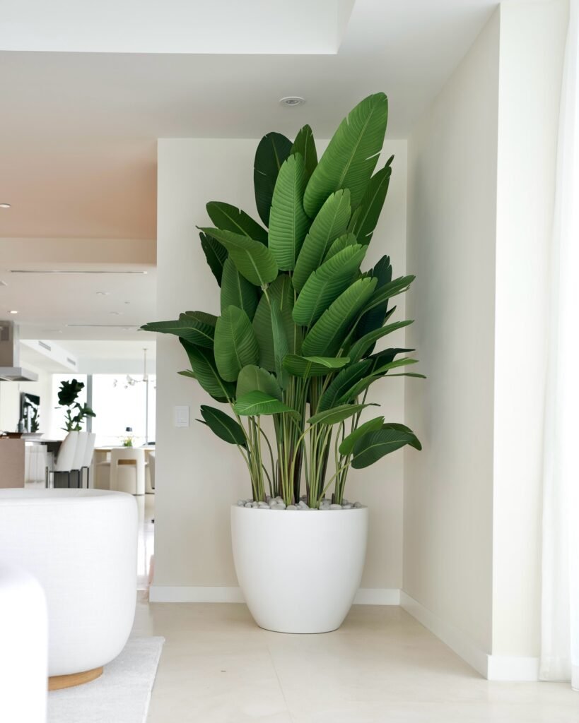 Bird of Paradise