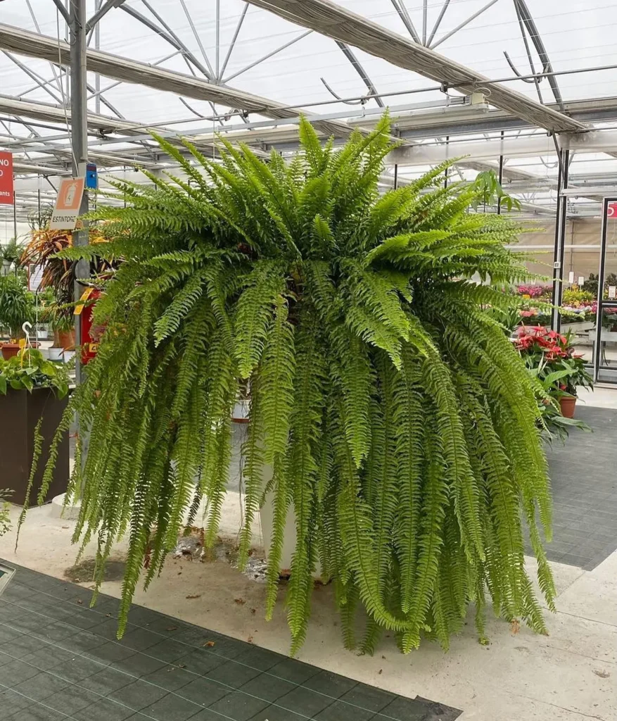 Boston Fern