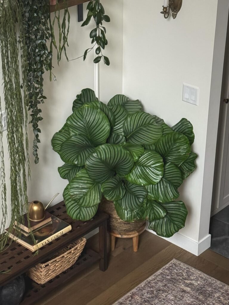 Calathea