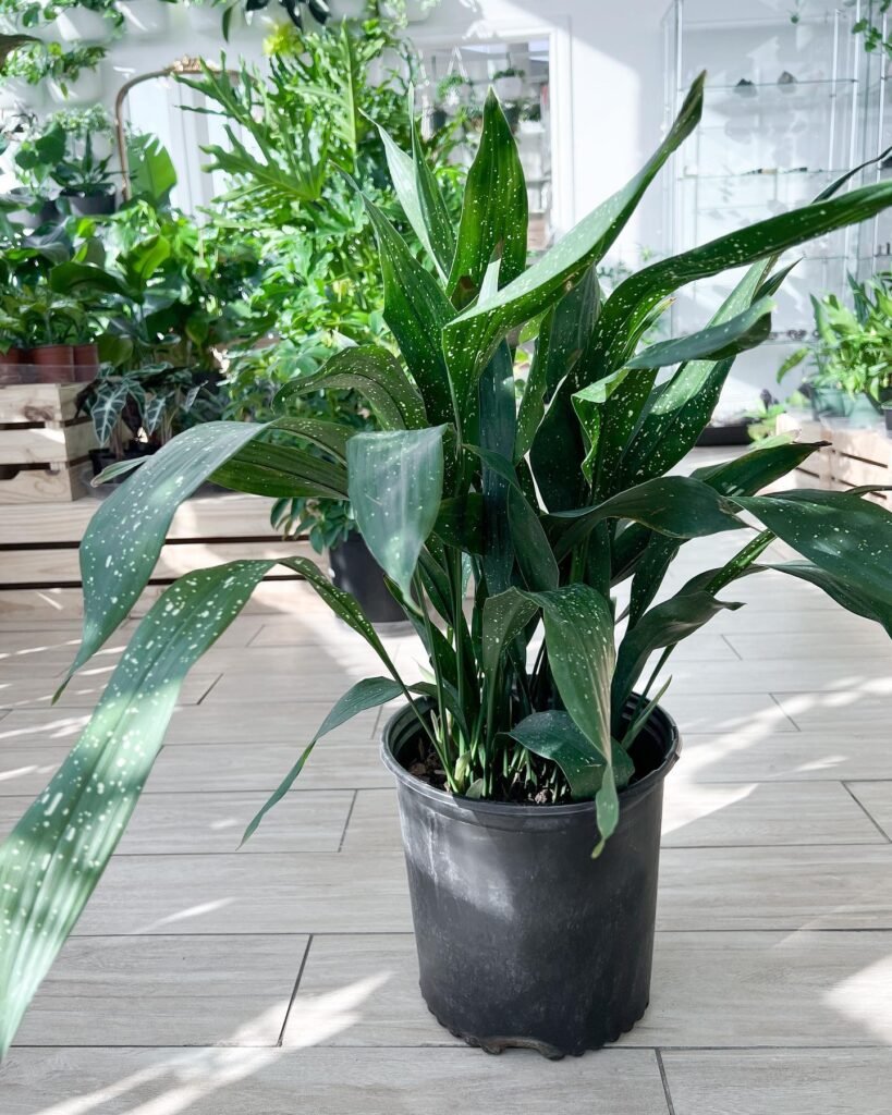 Cast Iron Plant