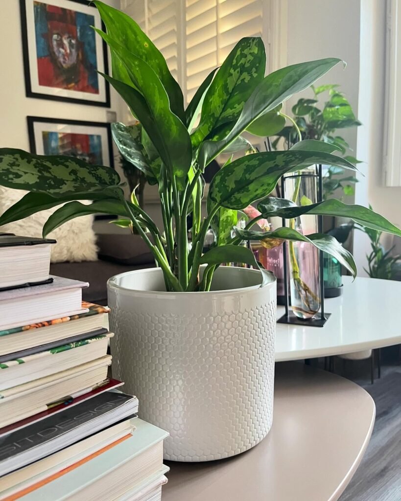 Chinese Evergreen