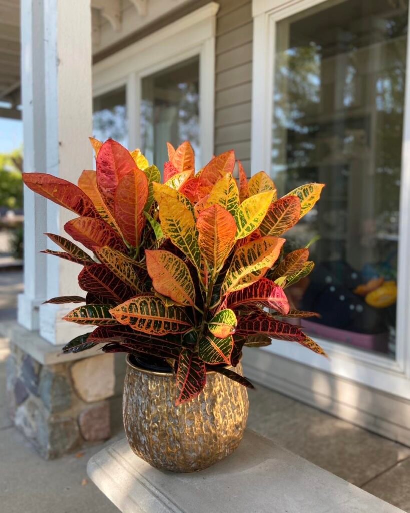 Croton