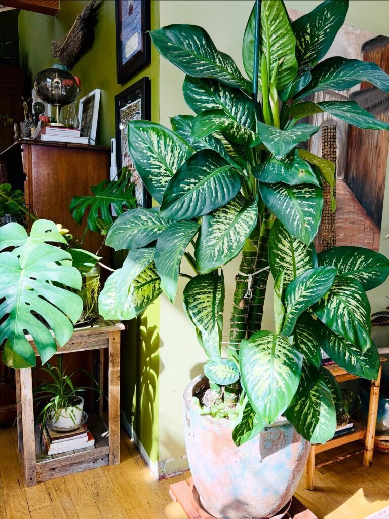 Dieffenbachia