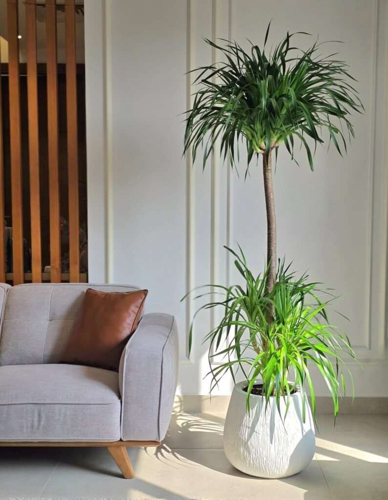 Dracaena