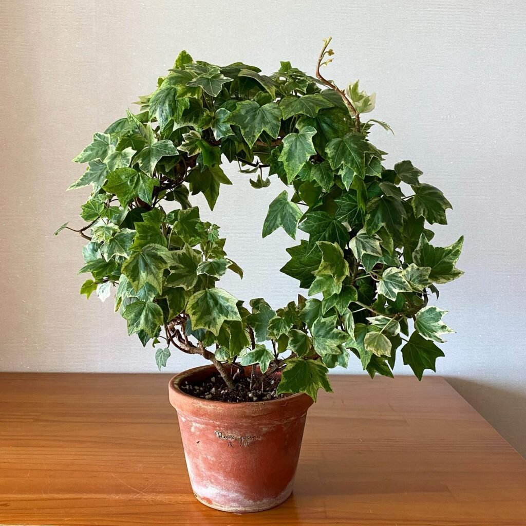 English Ivy