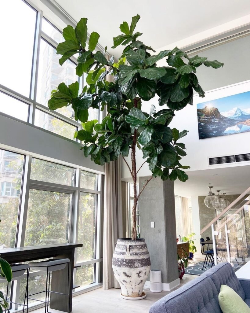 Fiddle Leaf Fig