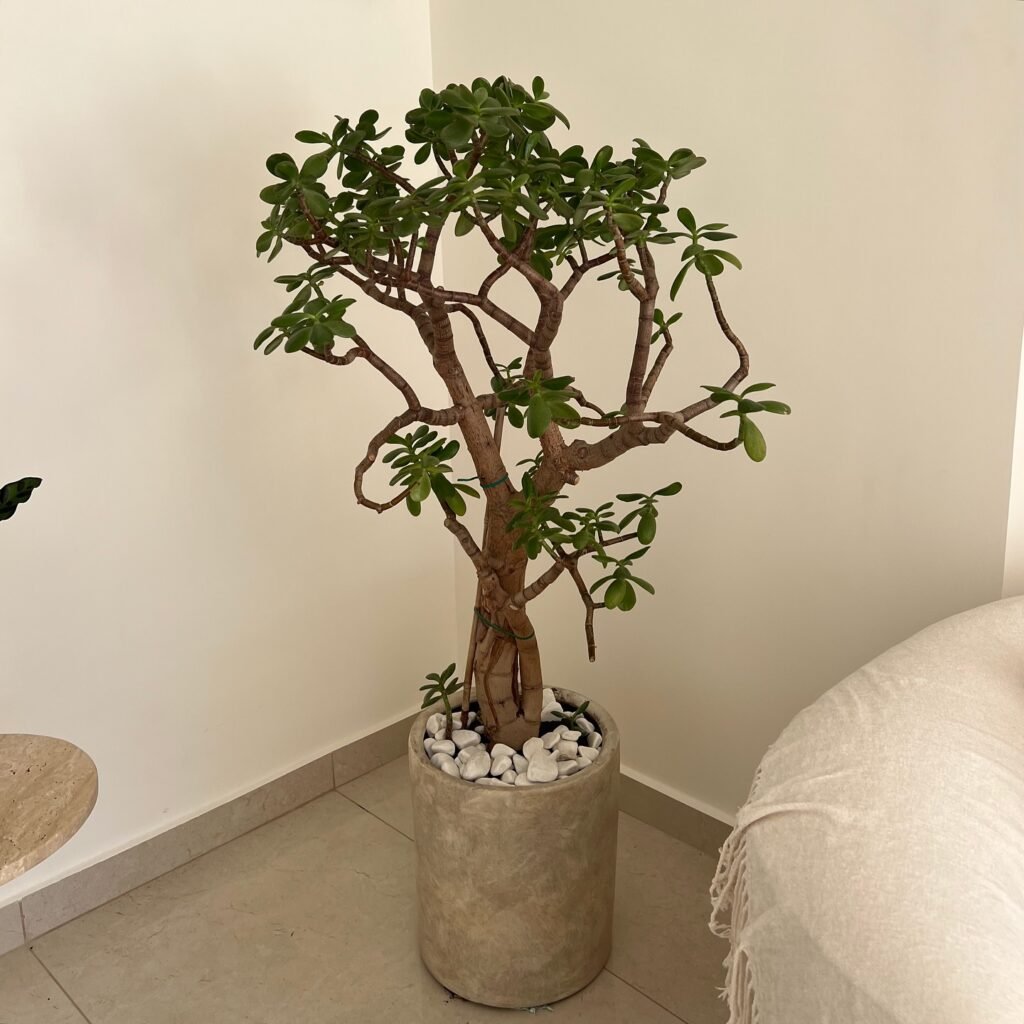 Jade Plant