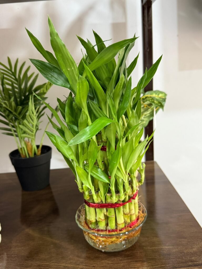 Lucky Bamboo
