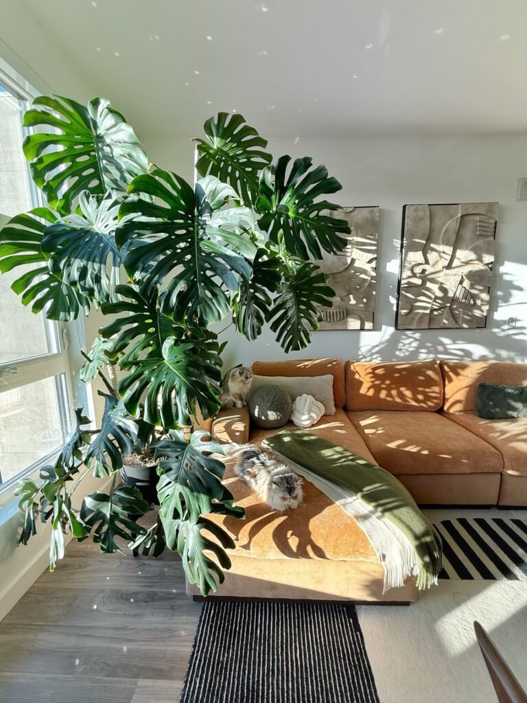 Monstera Deliciosa