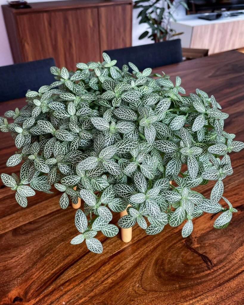 Nerve Plant
