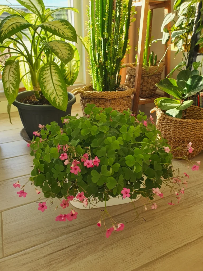  Oxalis