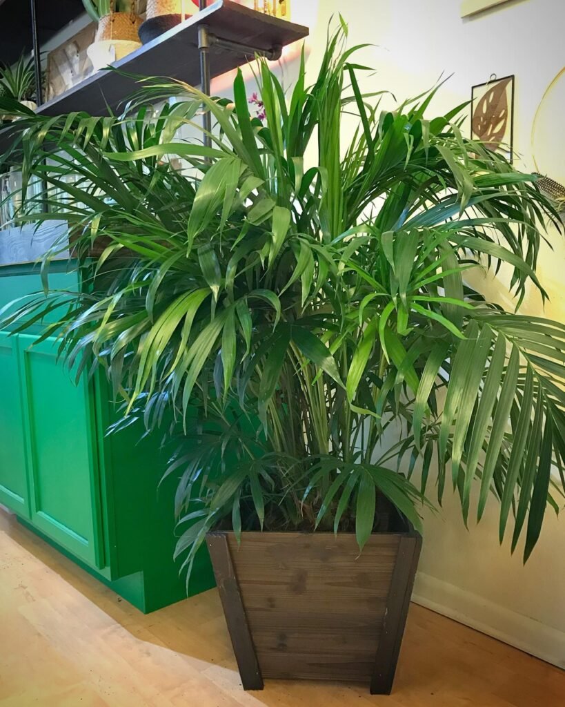 Parlor Palm