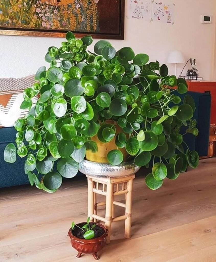 Peperomia