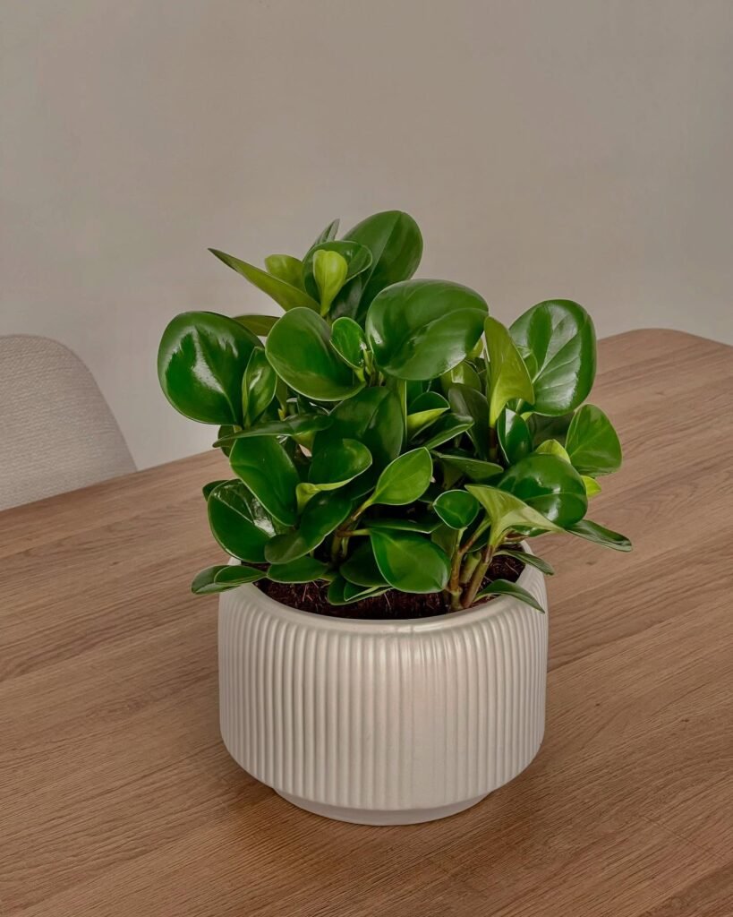 Kalanchoe