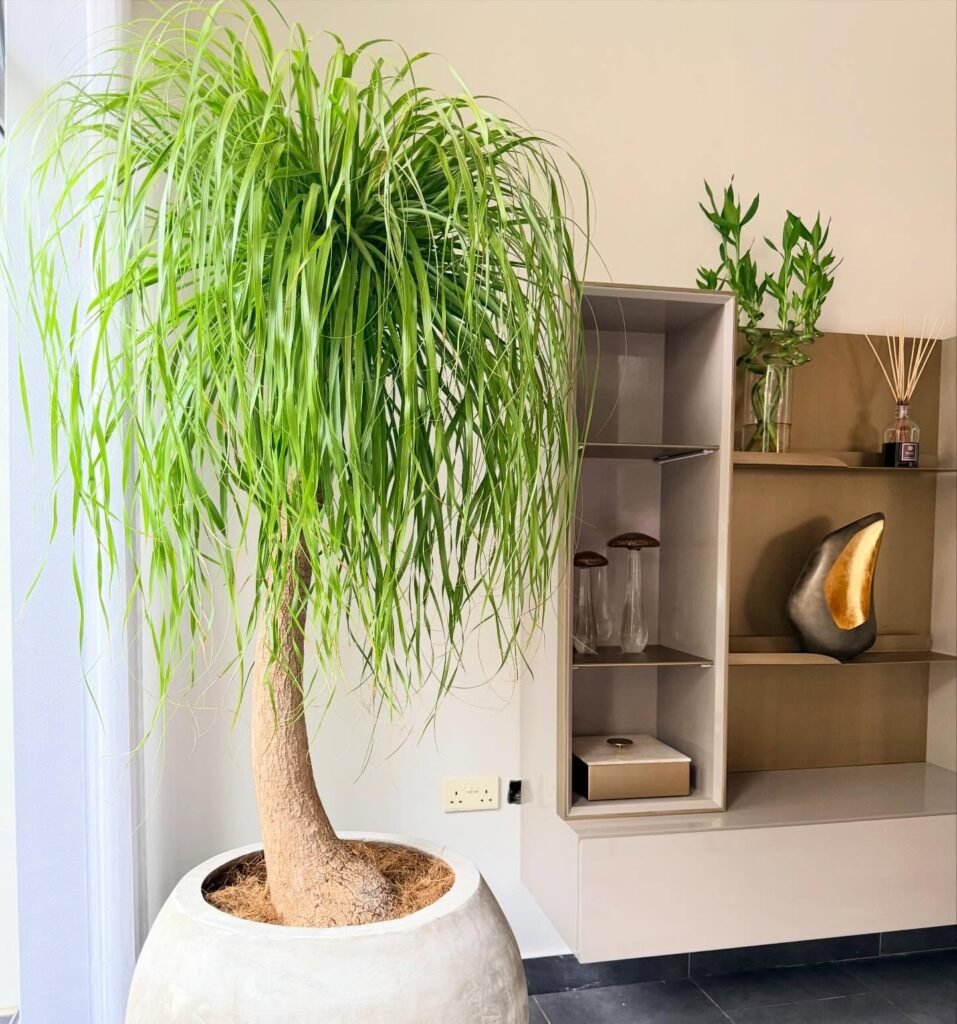  Ponytail Palm
