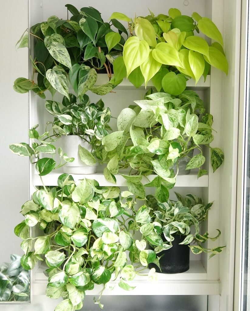 Pothos