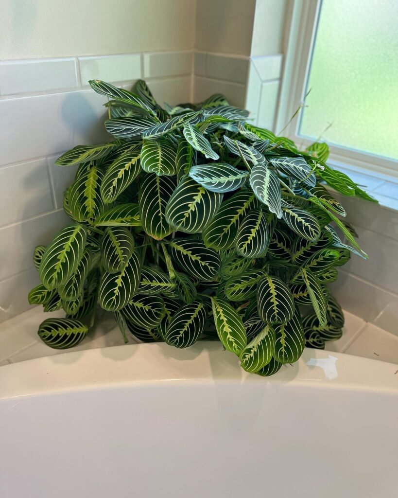  Prayer Plant