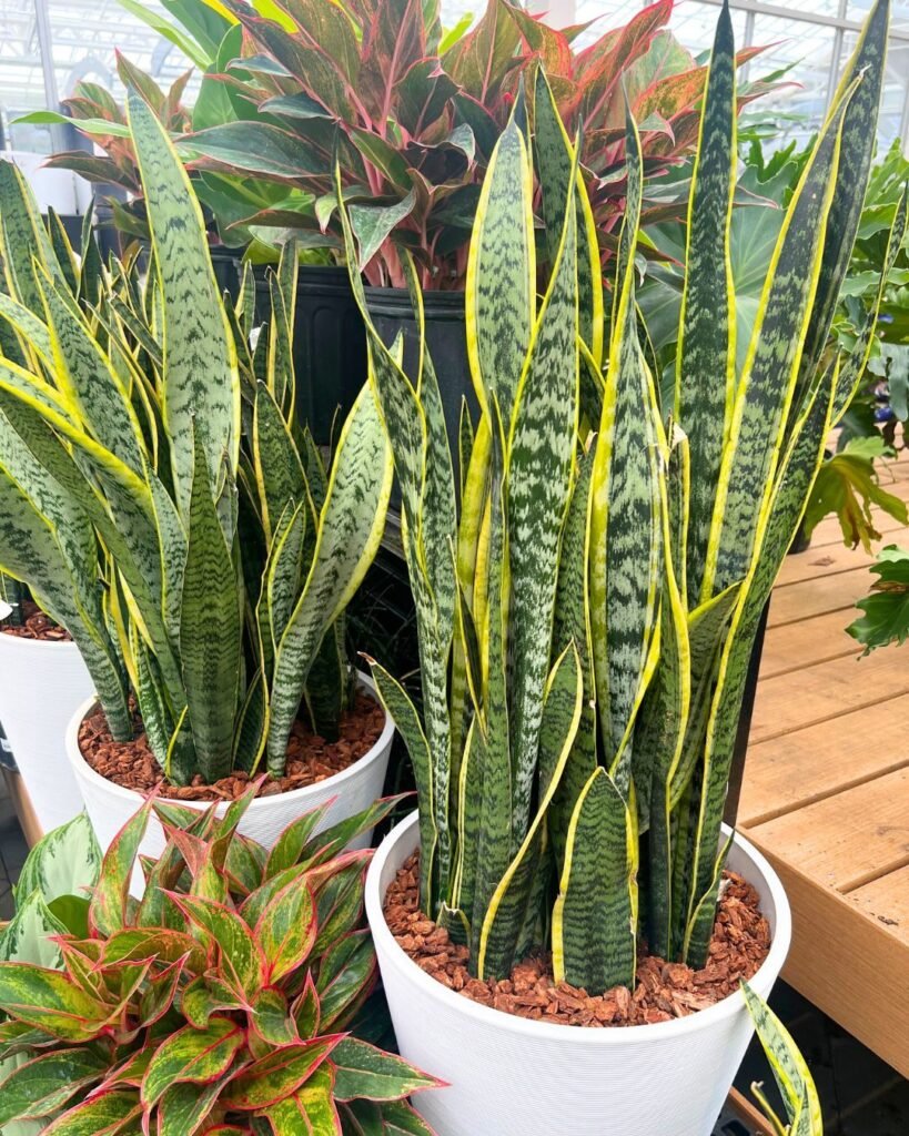 Snake Plant 