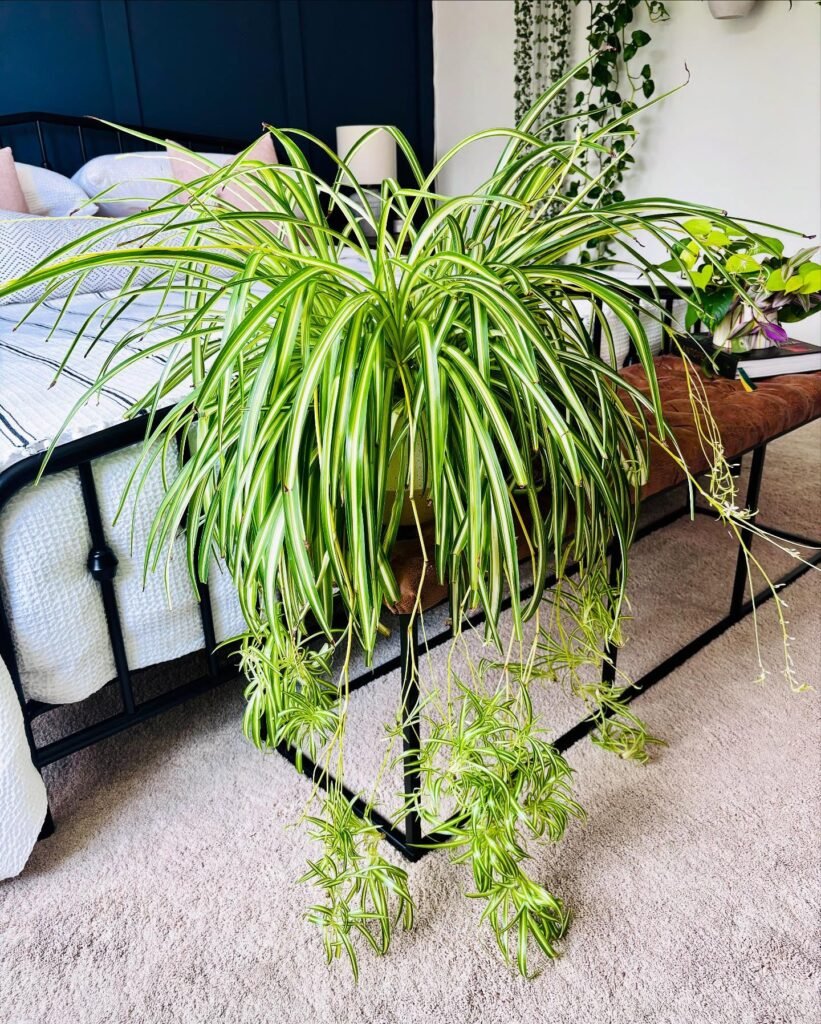 Spider Plant
