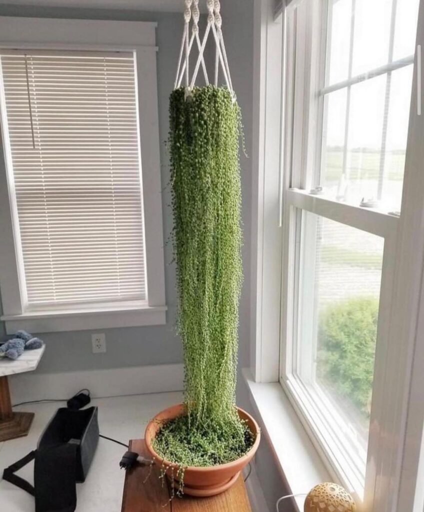 String of Pearls