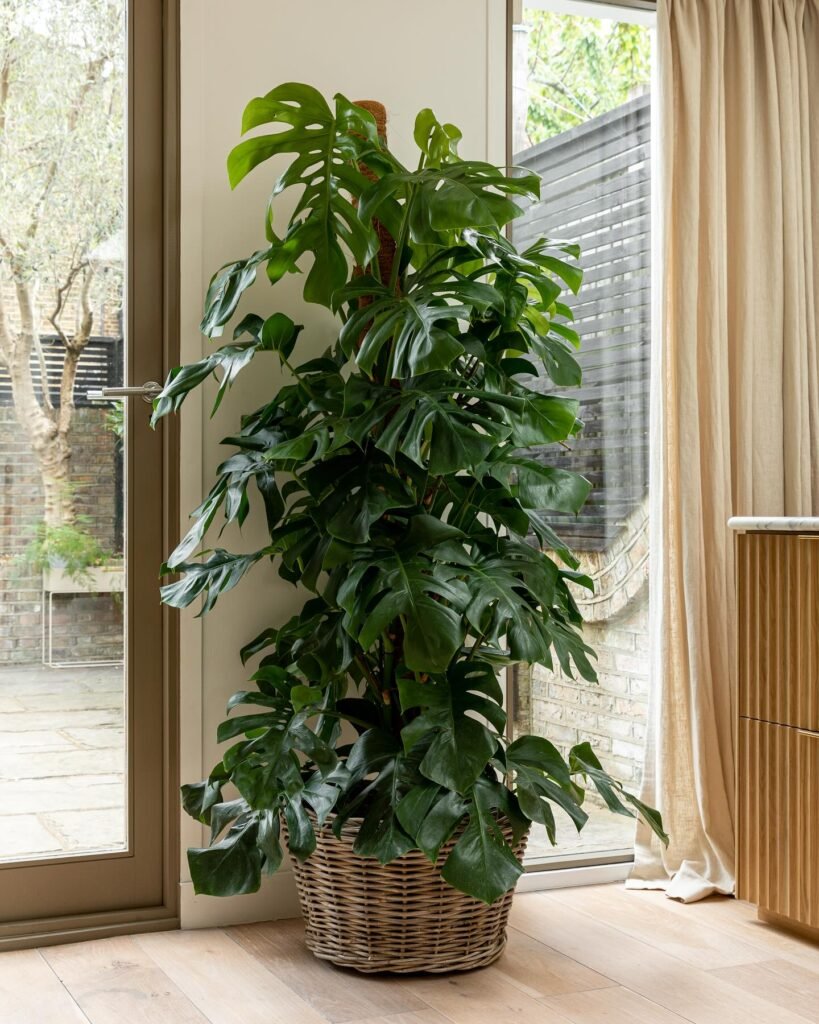 Swiss Cheese Plant