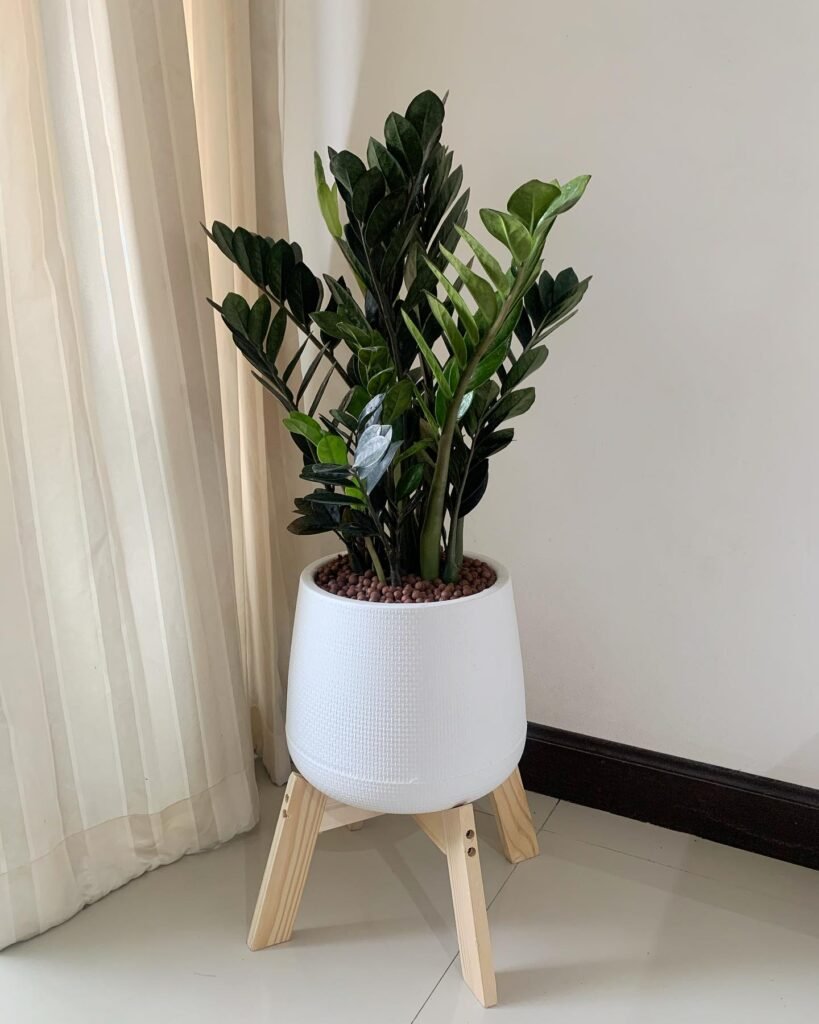 ZZ Plant