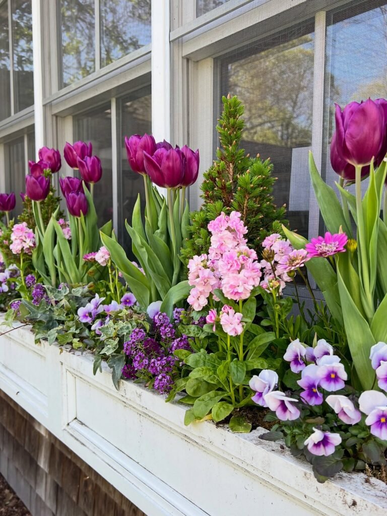 Purple Tulip Layers