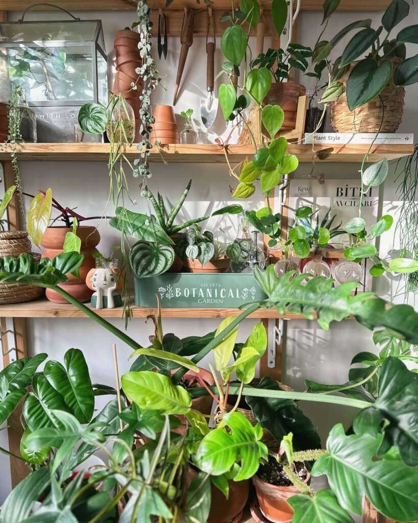 Curate A Botanical Shelf