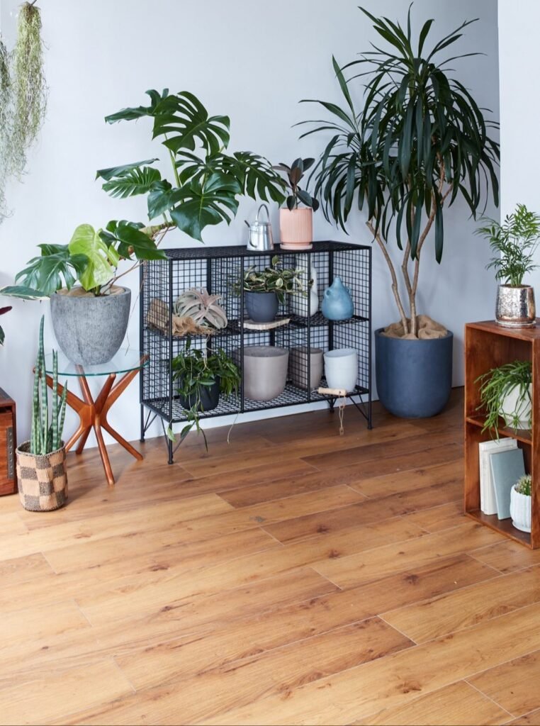 Design A Plant Display Zone