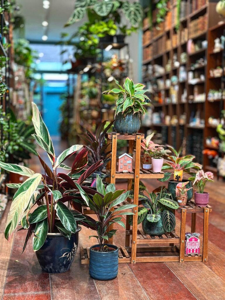 Display Colorful Indoor Plants