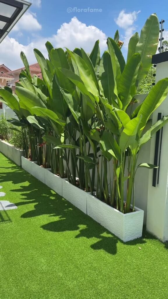 Long Tropical Border Box