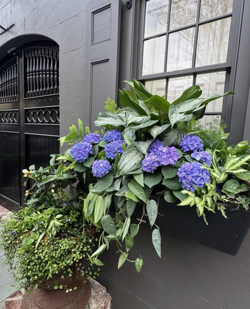 Lush Shade Window Box