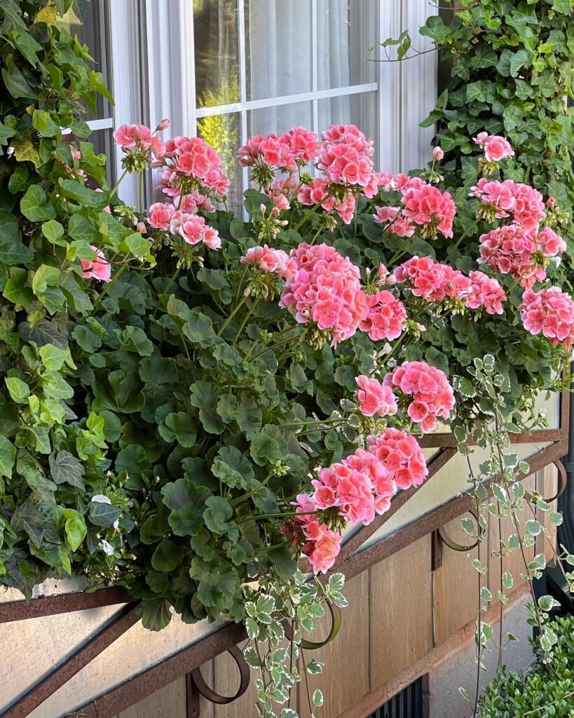 Pink Geranium Window Box