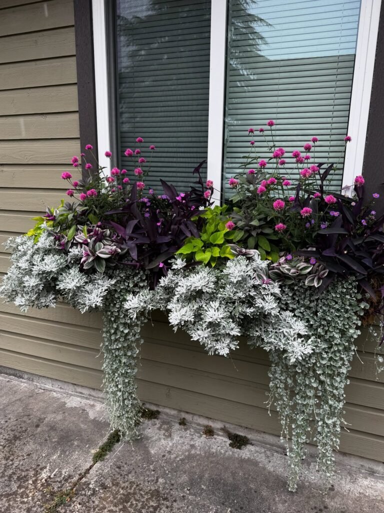 Silver Foliage Contrast