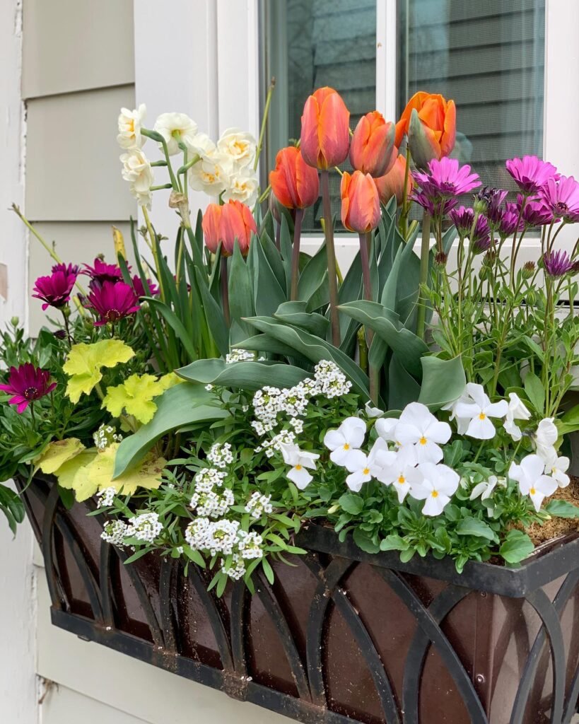 Spring Tulip Display