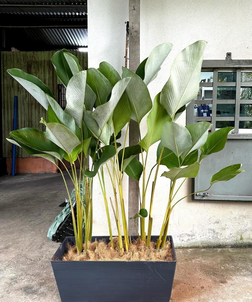 Statement Leaf Planter Box