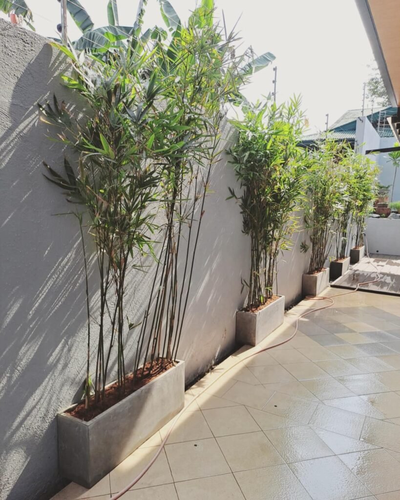 Tall Privacy Planter Boxes