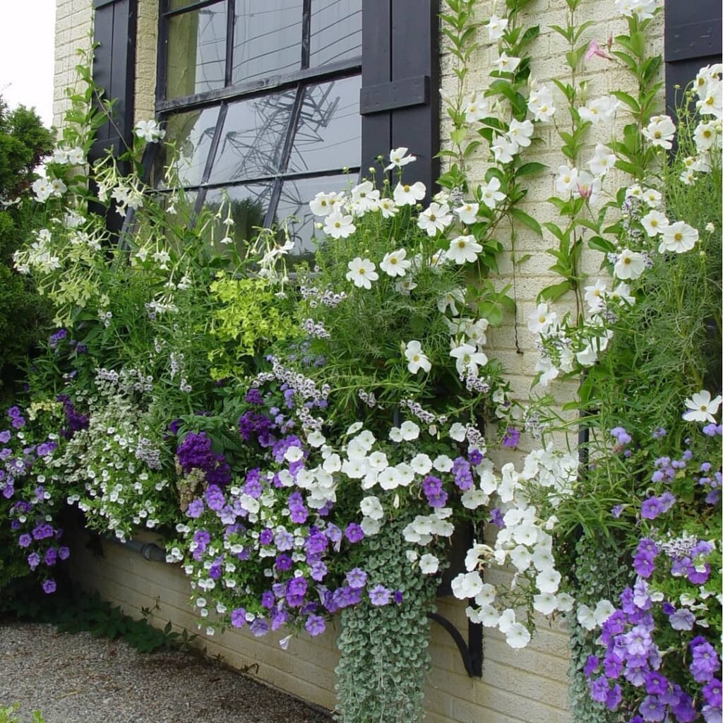 White And Purple Overflow