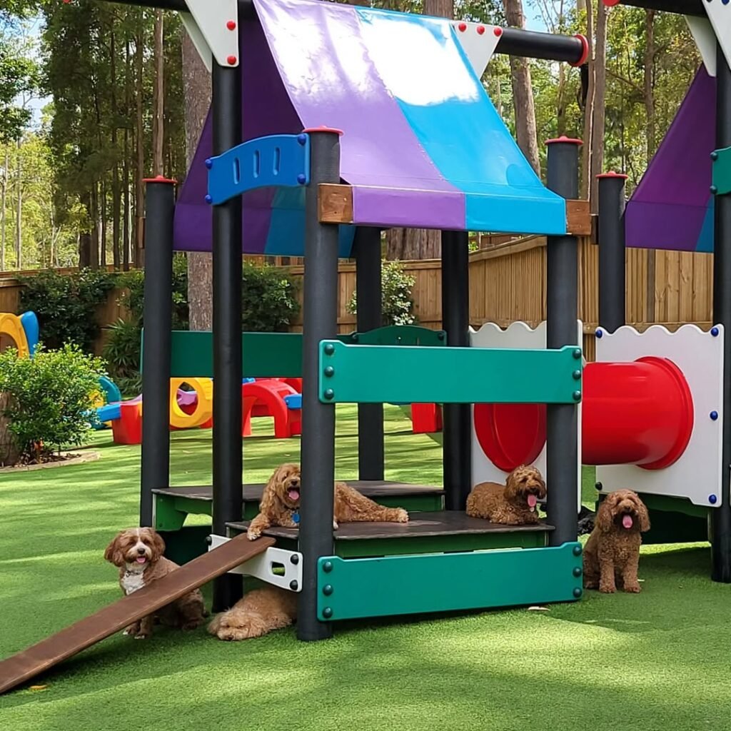 Playful Dog Zone