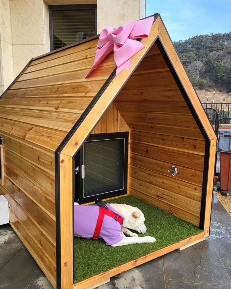 20 Dogbackyards Ideas for Safe Outdoor Spaces