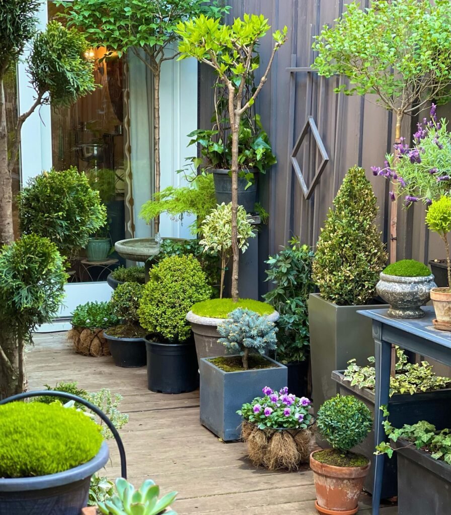 Sculpted Topiary Patio