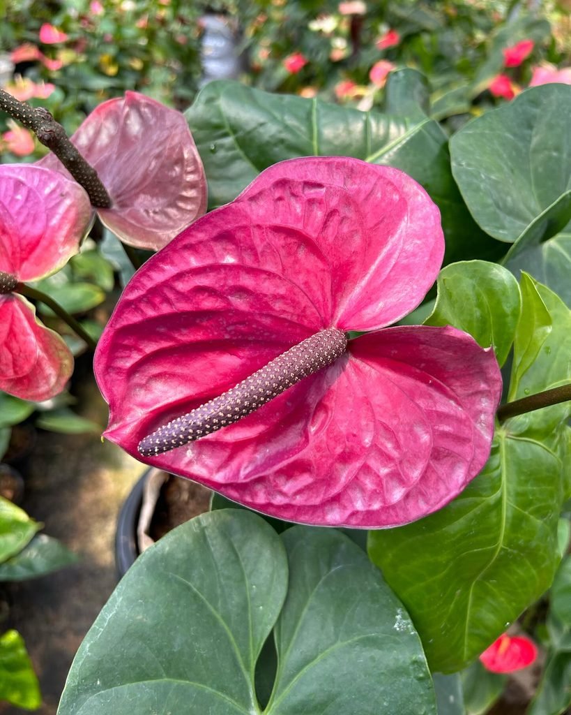 Anthurium