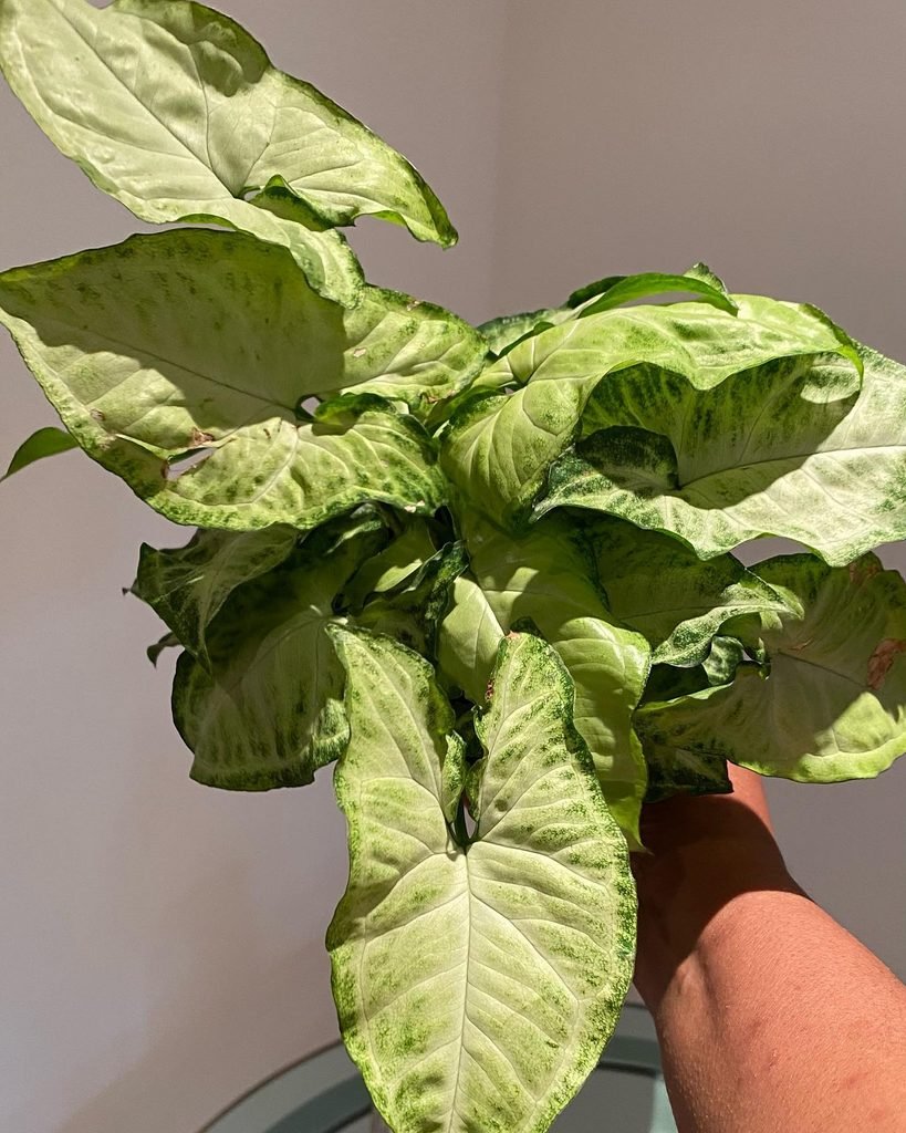 Arrowhead Plant