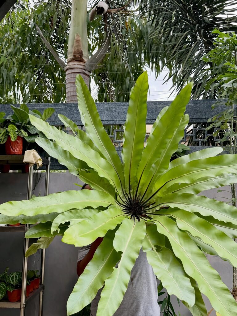 Bird's Nest Fern